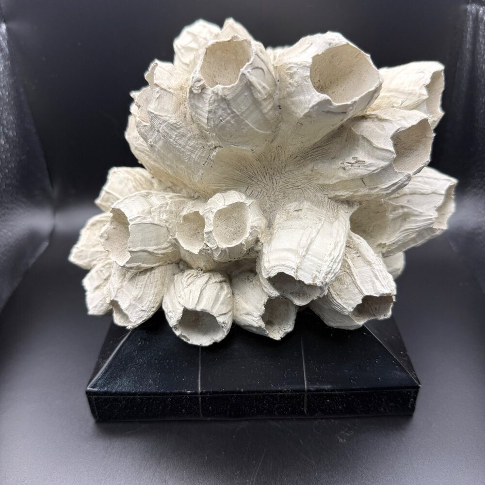 C.2C. White Barnicle Display Wood Base 9X7X6 inch Felted Bottom